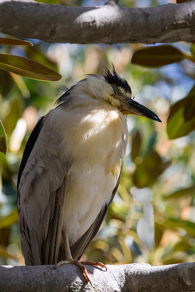 Black-crowned Night Heron
