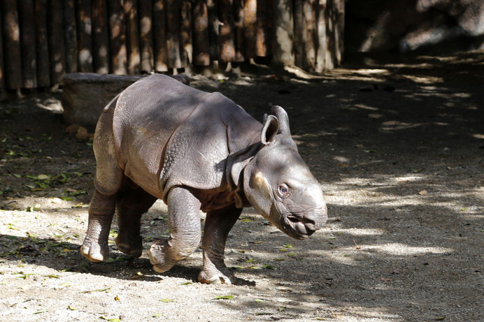 Baby Rhino