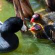 Coot Young