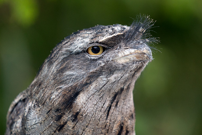Frogmouth