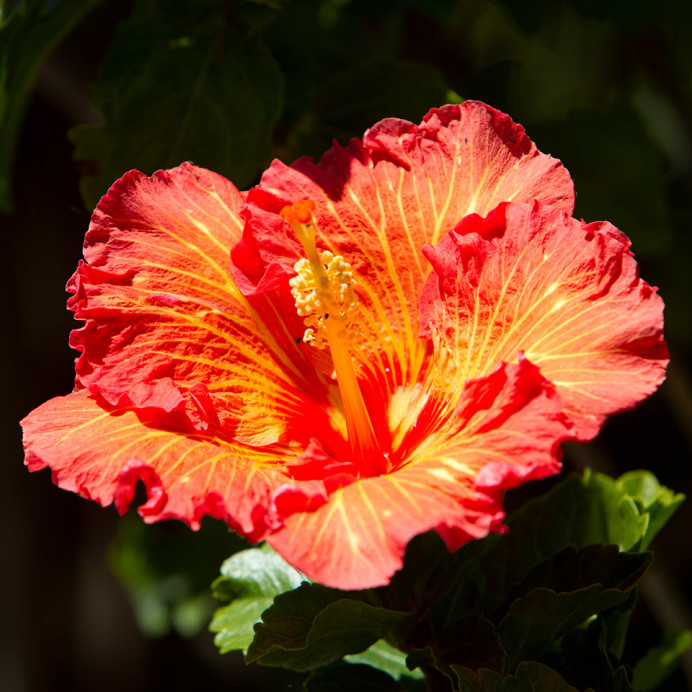 Hibiscus