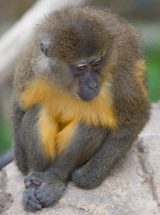 Golden-bellied Mangabey