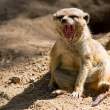 Meerkat