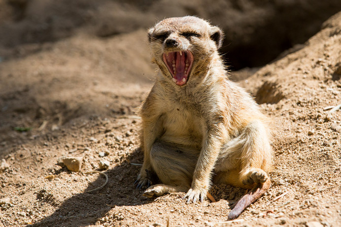 Meerkat