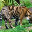 Zoo-ology