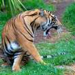 Sumatra Tiger
