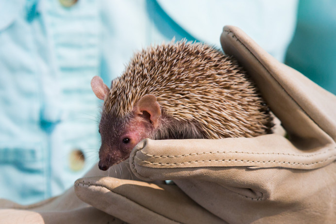 Tenrec