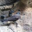 BrownNoddy_1D X8674