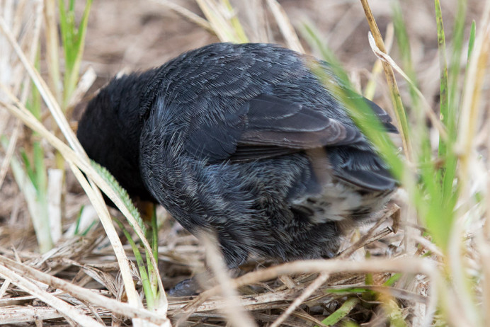 Finch_FeatherPattern_1D X4063