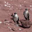 RabidaMockingbirds_1D X9001