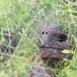 Tortoise_Isbla_Big_1D X8365