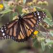 Butterfly_1D X8268