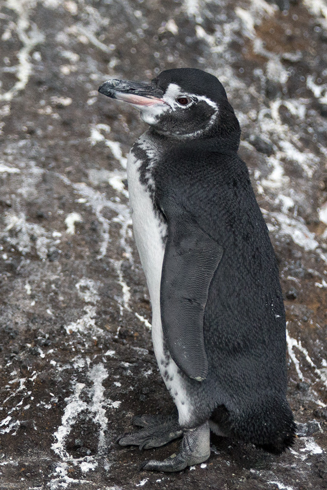 GalPenguin_1D X7796
