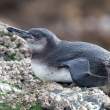 PenguinImmSiesta_1D X8654