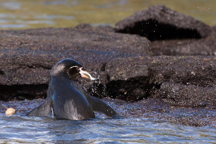 PenguinWithFish_1D X7231