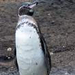 Penguin_1D X7586