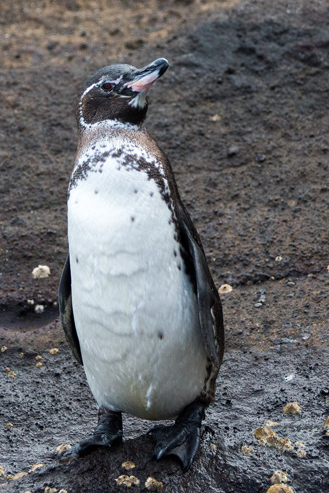 Penguin_1D X7586